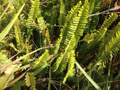 Nephrolepis flexuosa, photographed by nick_goldwater