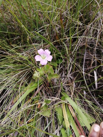 Geranium schlechteri, photographed by Hlengiwe Mtshali