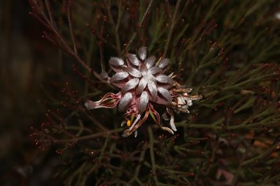 Serruria dodii, photographed by Brian du Preez