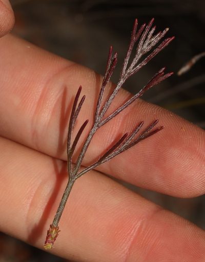 Serruria dodii, photographed by Brian du Preez