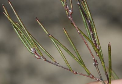 Aspalathus linearis, photographed by Brian du Preez