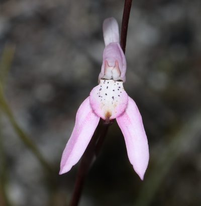 Disa bifida, photographed by Brian du Preez