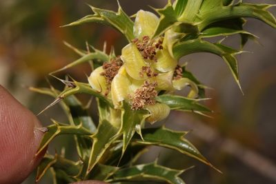 Cliffortia ceresana, photographed by Brian du Preez