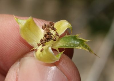 Cliffortia ceresana, photographed by Brian du Preez