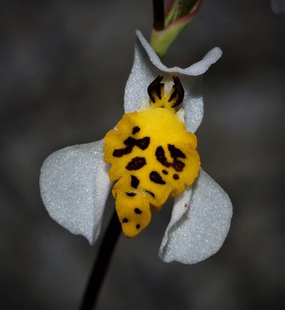 Disa flexuosa, photographed by Brian du Preez