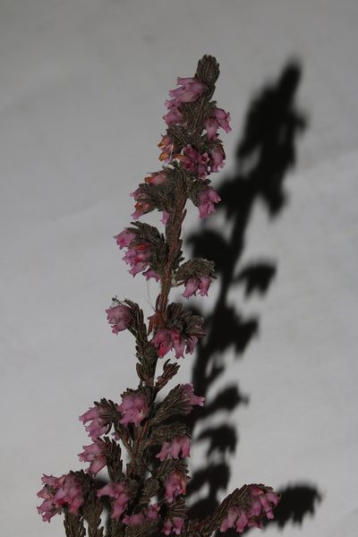 Erica cuscutiformis, photographed by Brian du Preez