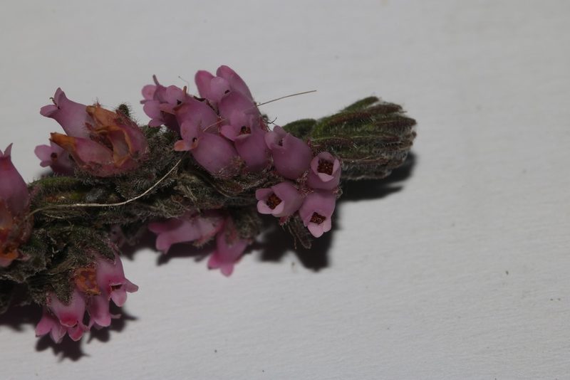 Erica cuscutiformis, photographed by Brian du Preez