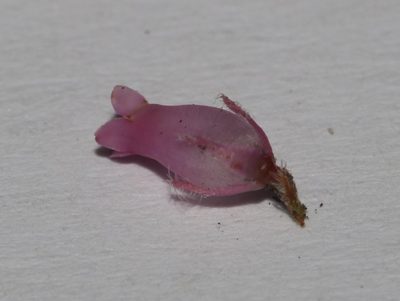 Erica cuscutiformis, photographed by Brian du Preez