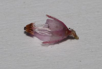 Erica cuscutiformis, photographed by Brian du Preez