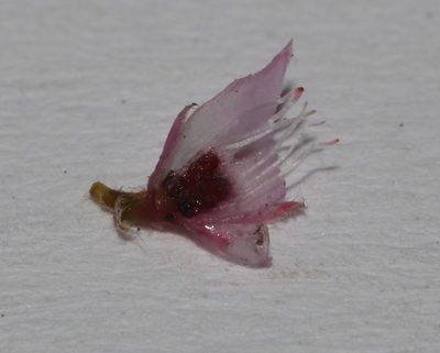 Erica cuscutiformis, photographed by Brian du Preez