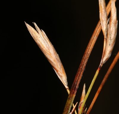 Schoenus gracillimus, photographed by Brian du Preez