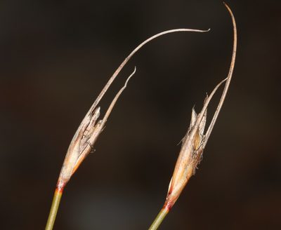 Schoenus pictus, photographed by Brian du Preez