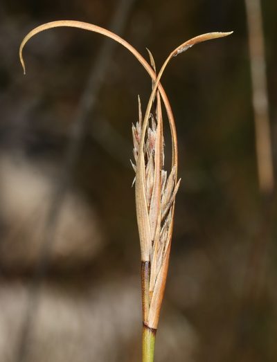 Schoenus albovaginatus, photographed by Brian du Preez