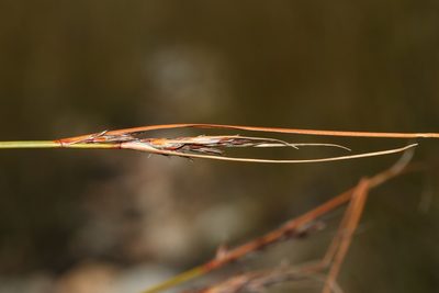 Schoenus pseudoloreus, photographed by Brian du Preez