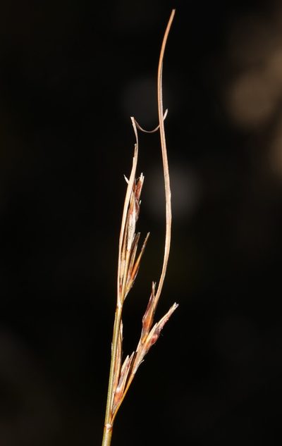 Schoenus dregeanus, photographed by Brian du Preez