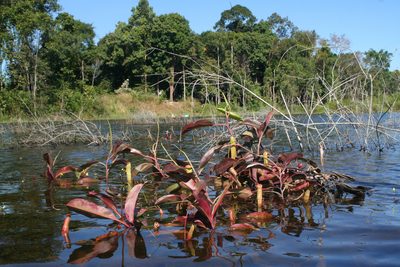 Nepenthes mirabilis, photographed by Oleg Kosterin
