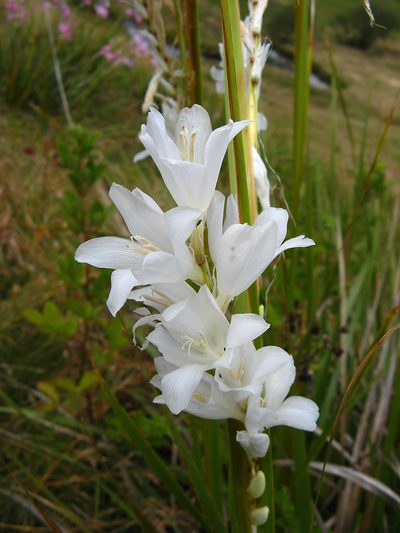 Dierama argyreum, photographed by Peter Warren