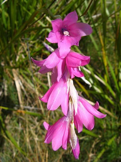 Dierama dracomontanum, photographed by Peter Warren