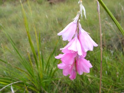 Dierama dracomontanum, photographed by Peter Warren