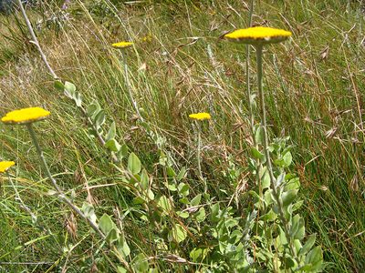 Helichrysum umbraculigerum, photographed by Peter Warren