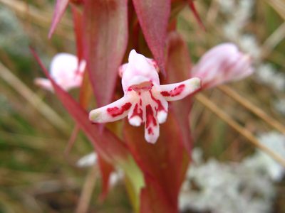 Satyrium cristatum, photographed by Peter Warren