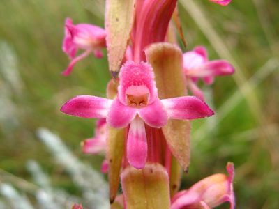 Satyrium longicauda, photographed by Peter Warren