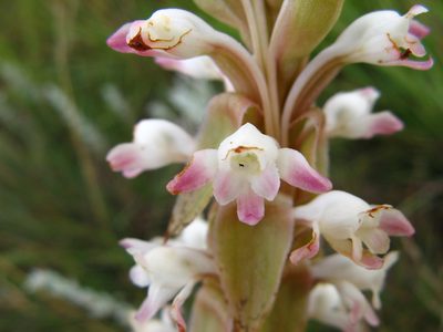 Satyrium longicauda, photographed by Peter Warren
