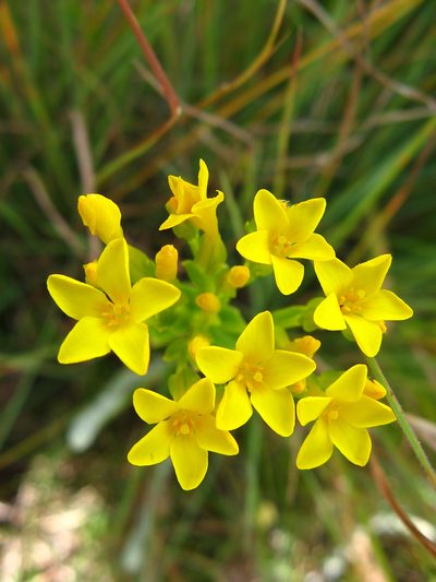 Sebaea natalensis, photographed by Peter Warren