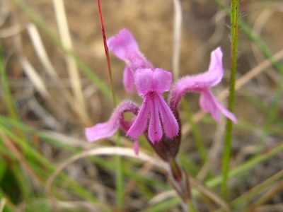 Striga bilabiata, photographed by Peter Warren