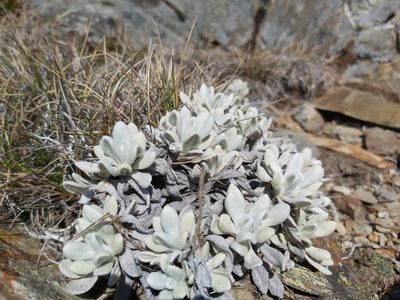 Leucochrysum alpinum, photographed by Tim