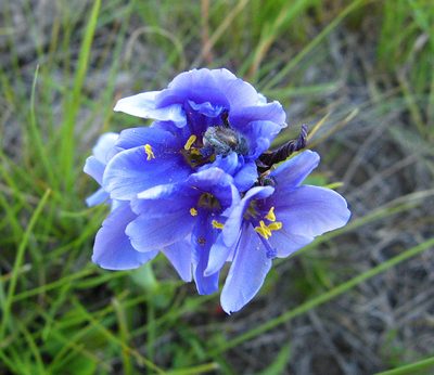 Aristea torulosa, photographed by Peter Warren