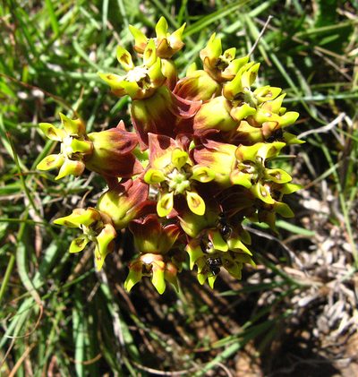 Asclepias macropus, photographed by Peter Warren