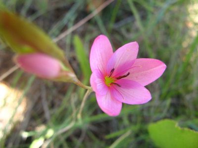Hesperantha baurii, photographed by Peter Warren