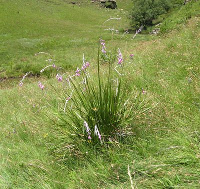 Dierama latifolium, photographed by Peter Warren