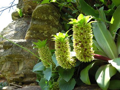 Eucomis humilis, photographed by Peter Warren