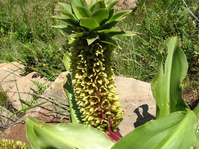 Eucomis humilis, photographed by Peter Warren