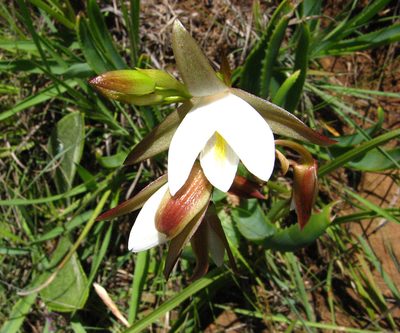 Eulophia ovalis, photographed by Peter Warren