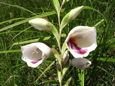 Gladiolus papilio, photographed by Peter Warren