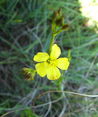 Hypericum lalandii, photographed by Peter Warren