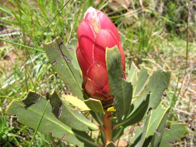 Protea dracomontana, photographed by Peter Warren