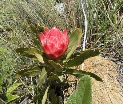 Protea dracomontana, photographed by Peter Warren