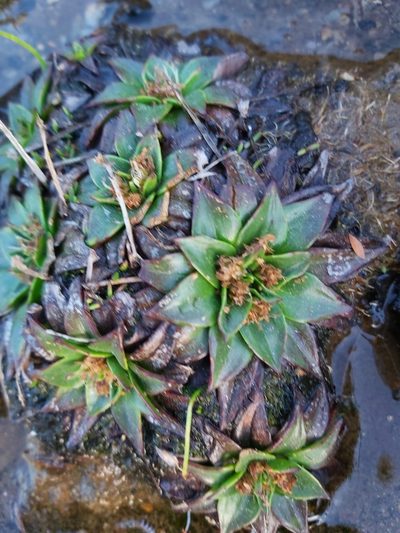Plantago muelleri, photographed by Tim
