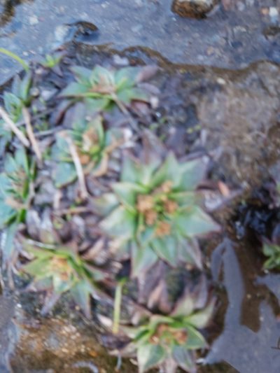 Plantago muelleri, photographed by Tim
