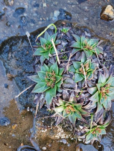 Plantago muelleri, photographed by Tim