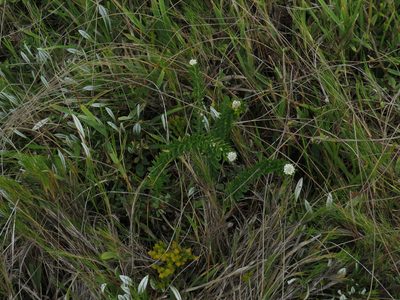 Phylica litoralis, photographed by Jeremy Gilmore