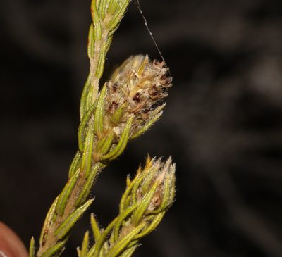 Phylica excelsa, photographed by Brian du Preez