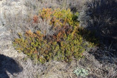 Serruria viridifolia, photographed by Brian du Preez