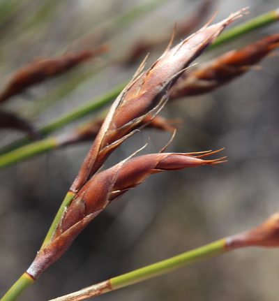 Cannomois congesta, photographed by Brian du Preez