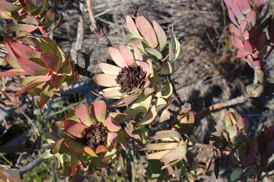 Leucadendron burchellii, photographed by Brian du Preez