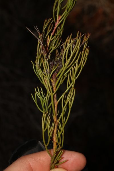 Serruria viridifolia, photographed by Brian du Preez